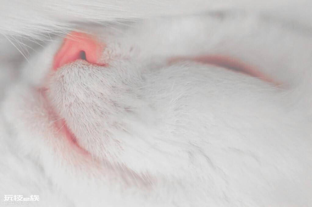 猫咪鼻子干是什么原因引起的(猫咪鼻子发干是生病表现吗)-图片4